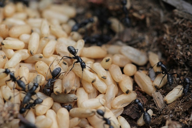 Kiến gai đen là một trong 32 loại côn trùng có công dụng chữa bệnh